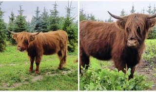 Baśki na gigancie! Czwarty dzień krowiego sprintu przez pola i lasy. Dwie Highland Cattle uciekły spod Skierniewic i… wciąż są nieuchwytne [Foto]